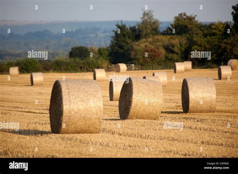 Round Hay Bails In Field Stock Photo Alamy