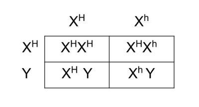 Mrs Eryth Is Carrier Of The Sex Linked Hemophilia Allele And Mr Eryth Is Normal As Far As
