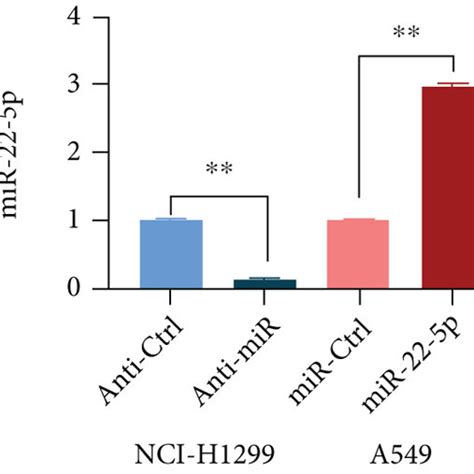 Mir 22 5p Regulates Nsclc Cell Proliferation Migration Invasion And