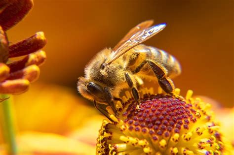 Premium Photo Honey Bee Covered With Yellow Pollen Drink Nectar