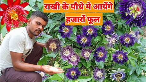 Rakhi Bel Plant Care Passion Flower Krishna Kamal Flower