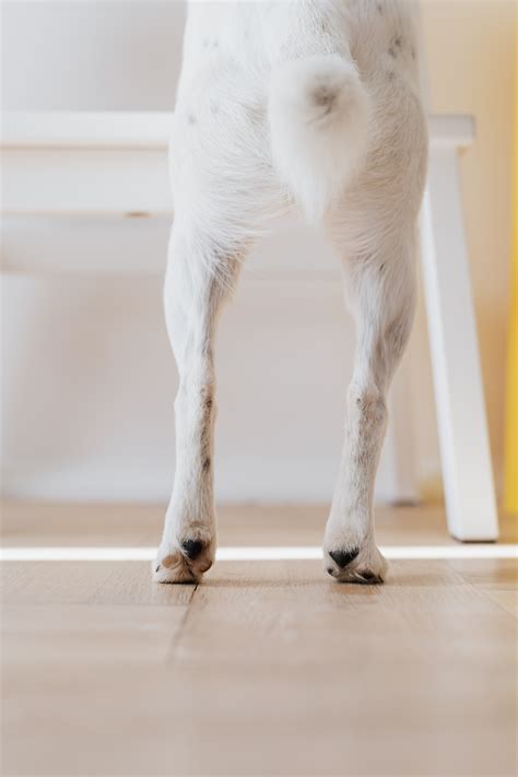 Photo Of Dog's Feet · Free Stock Photo