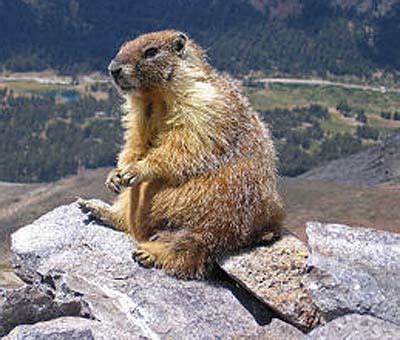 Hoary Marmot - Mountain Whistler | Animal Pictures and Facts | FactZoo.com