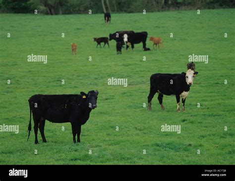 Cow And Calves Uk Hi Res Stock Photography And Images Alamy