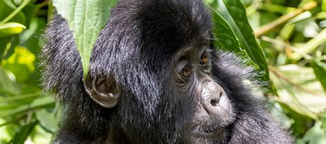 Days Fly In Luxury Gorilla Uganda Tour Wildlife Safari In Lake Mburo