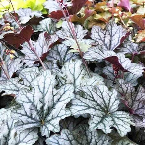 Heuchera World Caffe Corretto T Zgy Ngyvir G Florapont