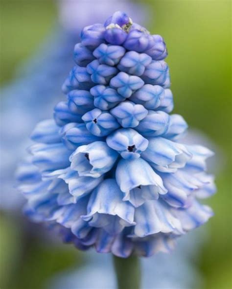 Muscari Azureum bulbs for sale online