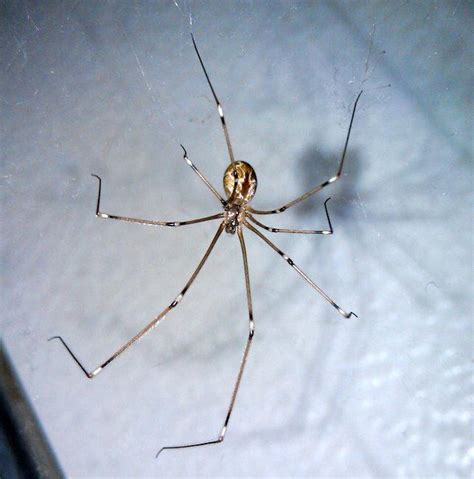 Spider categorized species photos - PEST CONTROL CANADA