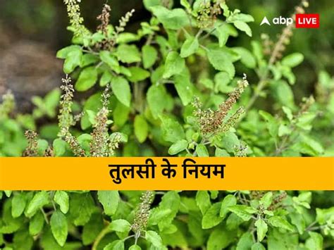 Tulsi Niyam Drying Of Tulsi Is Considered Inauspicious Do These