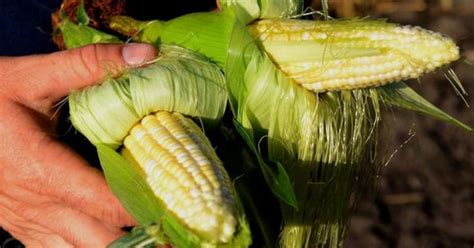 Like Candy On A Cob Michigan Sweet Corn Is Ready
