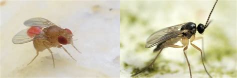 Fruit Flies vs. Fungus Gnats: Whats the Difference? | Solutions Pest & Lawn