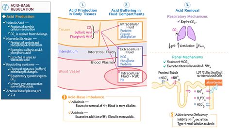 Renal System Acid Buffering And Regulation Ditki Medical