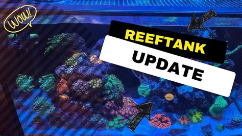 NEW Reef Tank Update Video Corals Everywhere YouTube