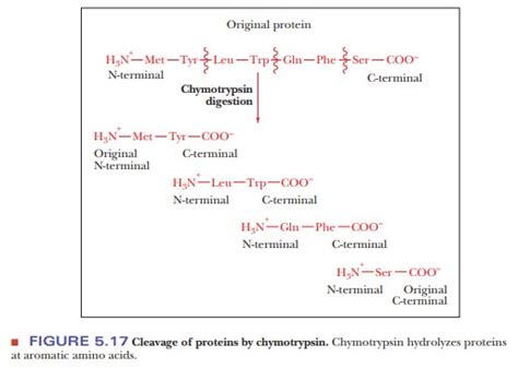 Determining The Primary Structure Of A Protein