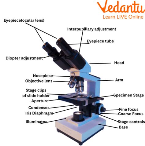 Parts Of A Compound Light Microscope Worksheet