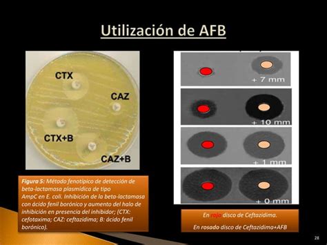 B Lactamasas En Enterobacterias Ppt