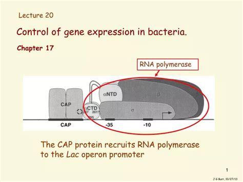 Ppt Control Of Gene Expression In Bacteria Powerpoint Presentation