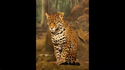 Las Manchas Del Jaguar YouTube