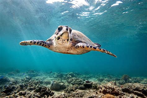 This Is the Only Place in the World Where an Endangered Sea Turtle Is ...