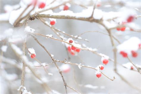 Free Images Tree Branch Blossom Snow Winter Plant Leaf Flower