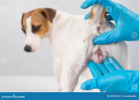 Veterinarian Doing An Examination Of The Genitals Of A Female Dog Jack