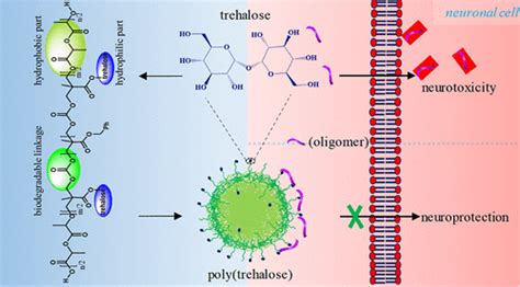 Biodegradable Poly Trehalose Nanoparticle For Preventing Amyloid Beta