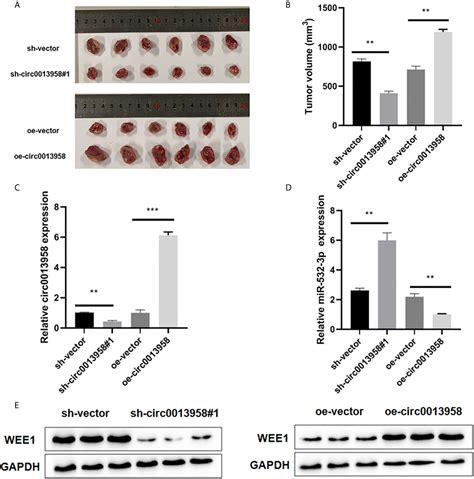 Frontiers Circular RNA Hsa Circ 0013958 Functions As An Oncogenic