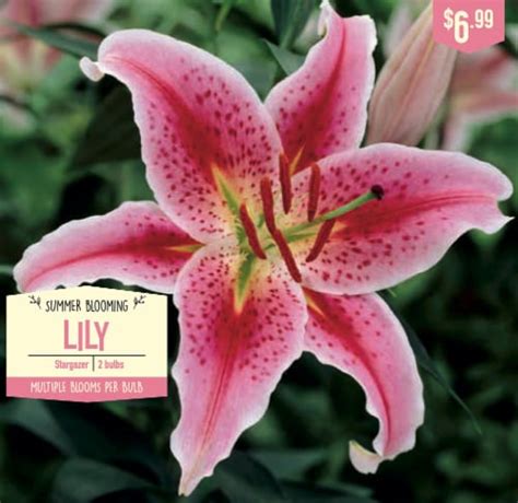 Garden State Bulb Summer Blooming Lily Stargazer Ct Fred Meyer