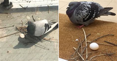 Pigeons Are Horrible At Making Nests