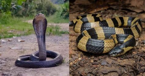 5 Fastest Snakes In The World A Journey Into The Swift Serpent World