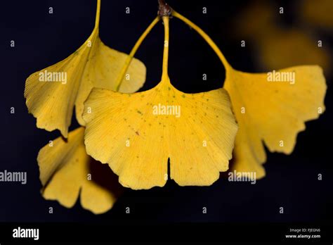 Hojas Amarillas De Ginkgo Biloba Fotograf As E Im Genes De Alta