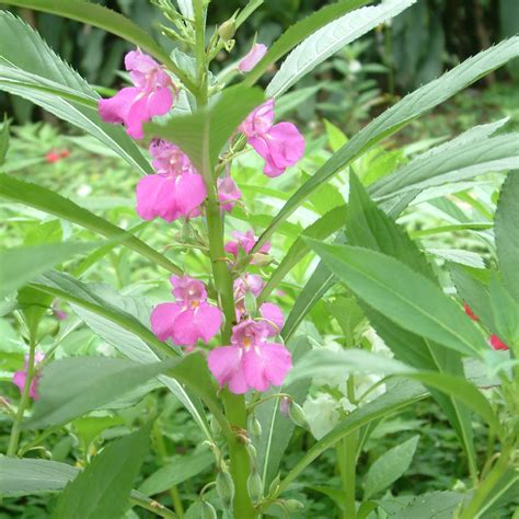 Impatiens Balsamina Picturethis