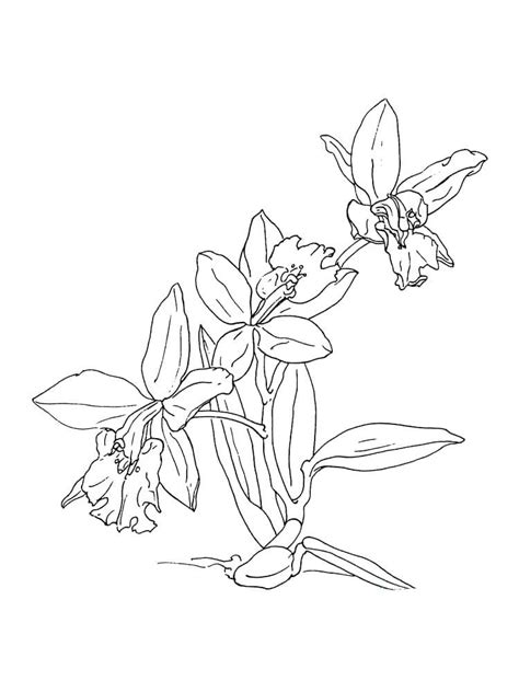 Printable Orchid Flower Coloring Pages