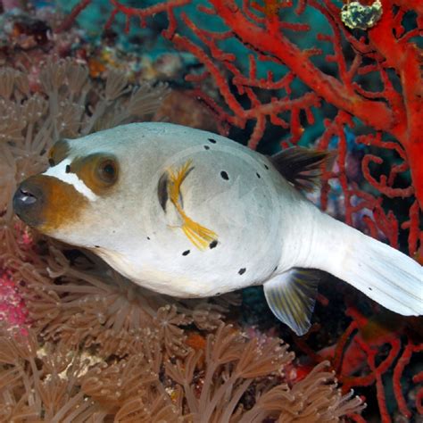 Dog Face Puffer Fish