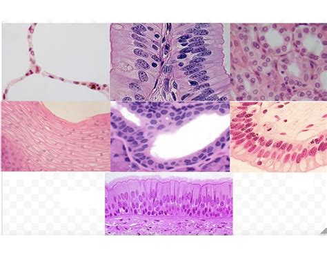 Epithelium Histology Quiz