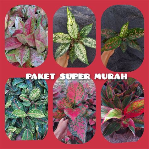 Jual PAKET AGLAONEMA SUPER MURAH 6 Jenis Aglaonema Lokal Shopee Indonesia