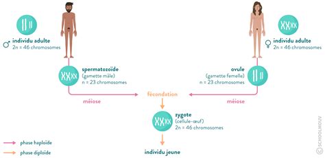 La Reproduction Sexuée Et Les étapes De La Méiose Fiche De Cours Svt Schoolmouv