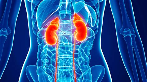 Kidney Wallpapers Top Free Kidney Backgrounds Wallpaperaccess