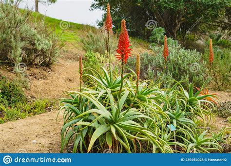 Aloe Arborescens The Krantz Aloe Or Candelabra Aloe Close Up Stock