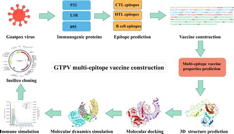 Frontiers Design Of A Multi Epitope Vaccine Against Goatpox Virus