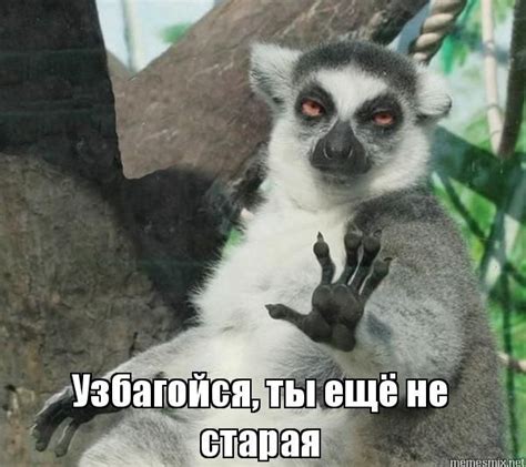 Узбагойся, ты ещё не старая, Мем Лемур узбагойся | Funny animals, Funny ...
