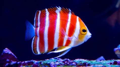 Sponsored - Peppermint Angelfish The Holy Grail of Marine Angelfish | Reef2Reef