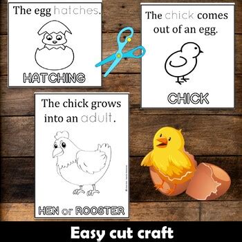 Life Cycle Of A Chick Flip Book Craft Lifecycle Sequencing Color