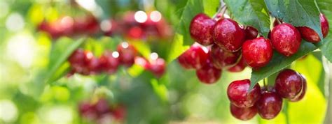 Sweet Cherry Tree Seeds for Planting - Prunus avium (5 Seeds) - Walmart.com