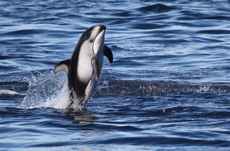 Pacific White Sided Dolphin Pacific White Sided Dolphin Flickr