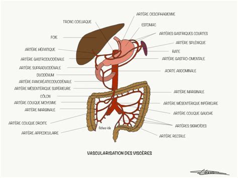 The Anatomy Of The Human Body Including The Liver Lungs And Esoplanes