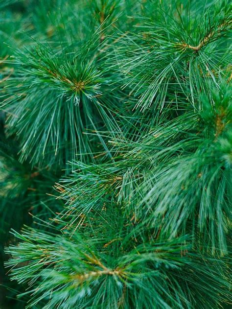 The Best Conifers for Your Yard | Better Homes & Gardens