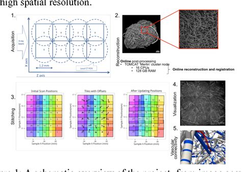 Figure From Towards The Reconstruction Of The Mouse Brain Vascular