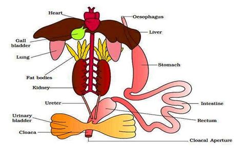 Frog Gallbladder Diagram