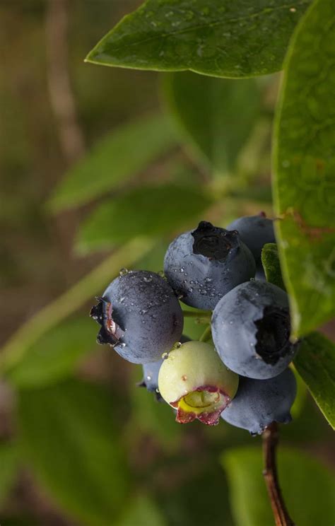 Blueberry Plant Fertilizer 🌿 🫐 Boosting Growth And Fruit Yield